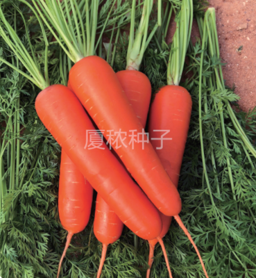 爱丽卡909